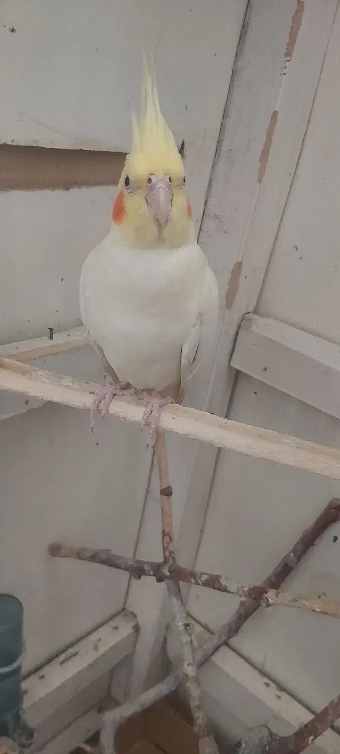 معاوضه|پرنده|ارومیه, |دیوار