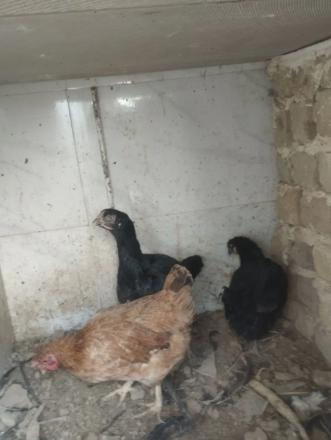 مرغ لاری و مرغ محلی|حیوانات مزرعه|رباطکریم, رباطکریم|دیوار