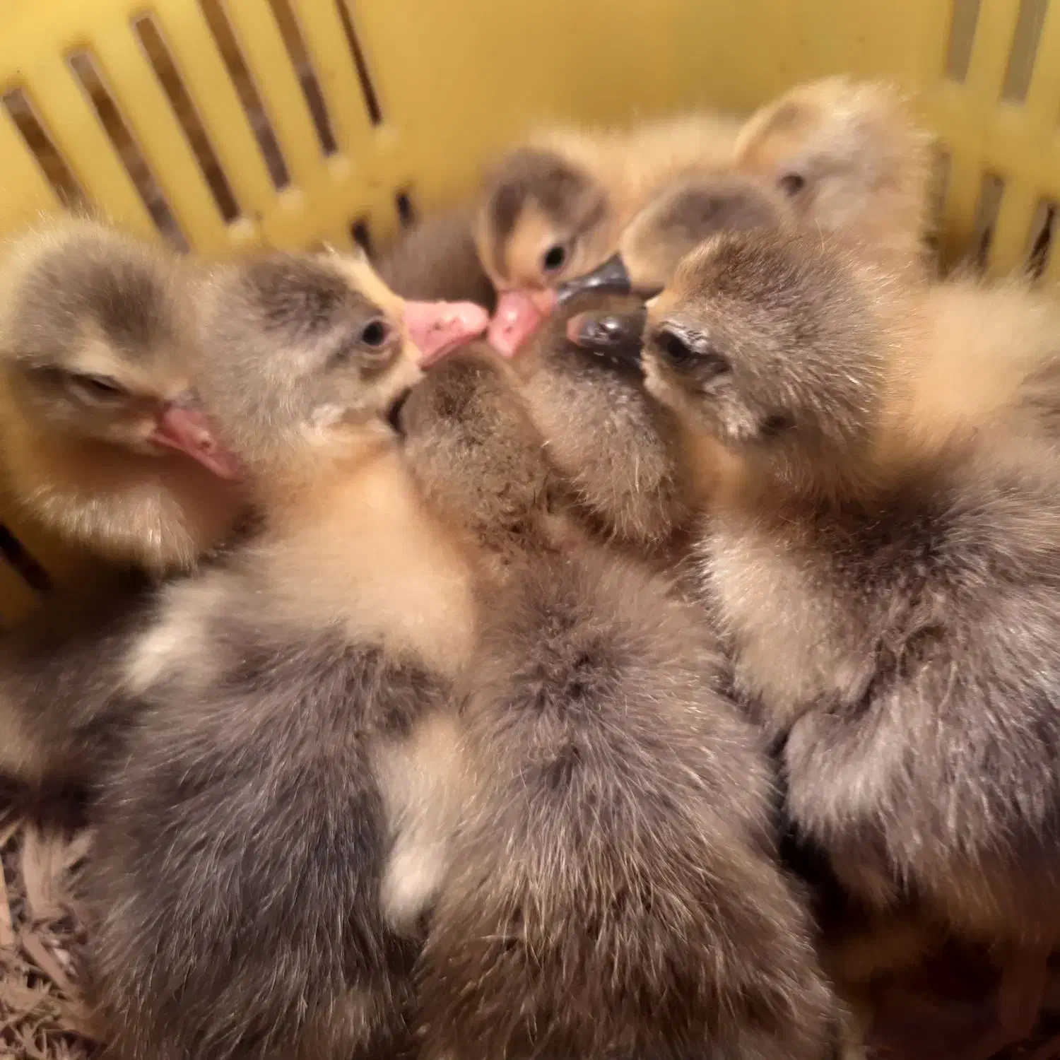 جوجه غاز با کیفیت و سالم|حیوانات مزرعه|چمستان, |دیوار