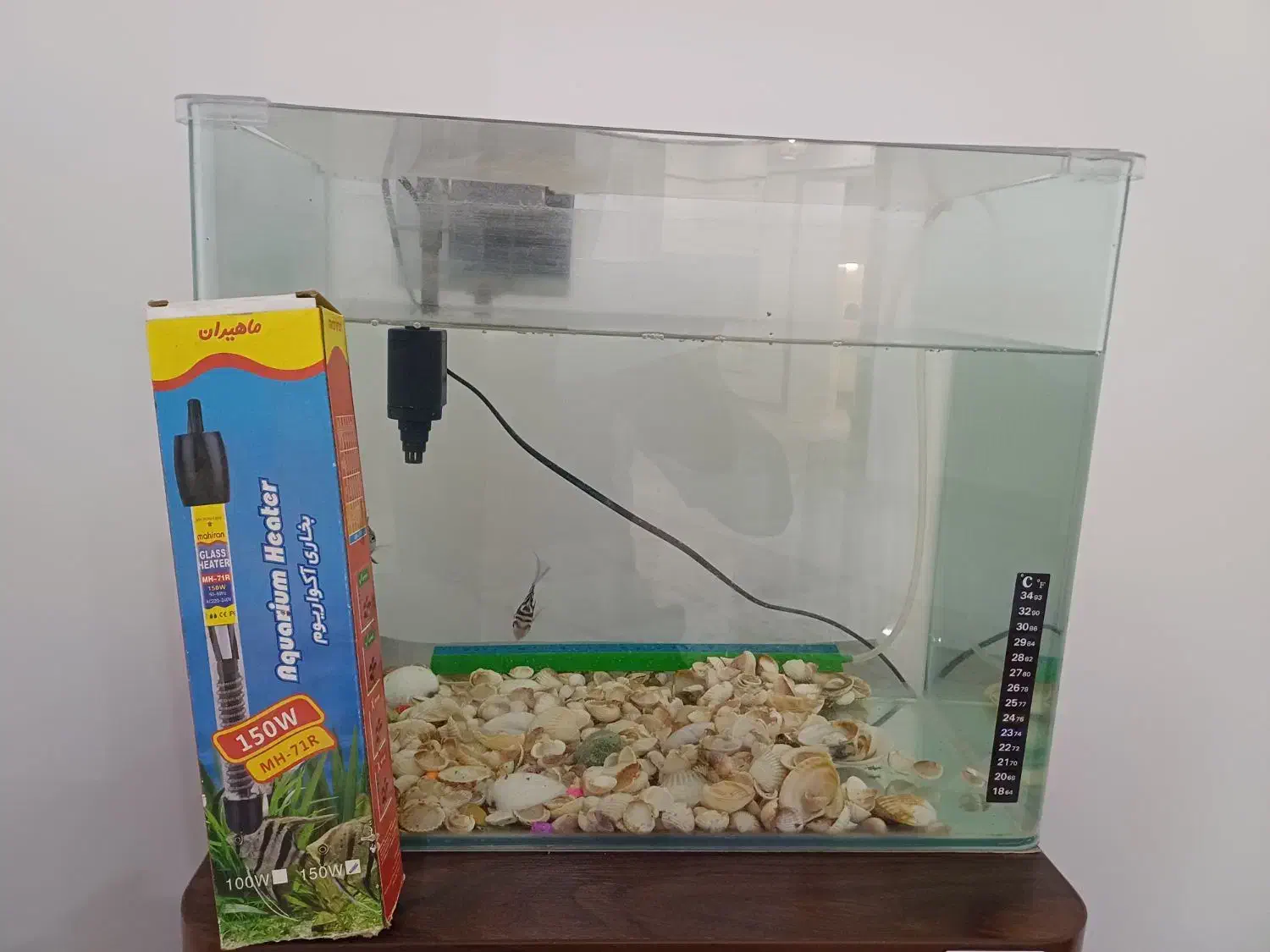 آکواریوم|ماهی|ساوه, |دیوار