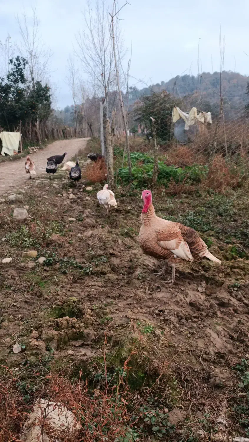 بوقلمون نر و ماده|حیوانات مزرعه|گلوگاه بابل (گلیا), |دیوار