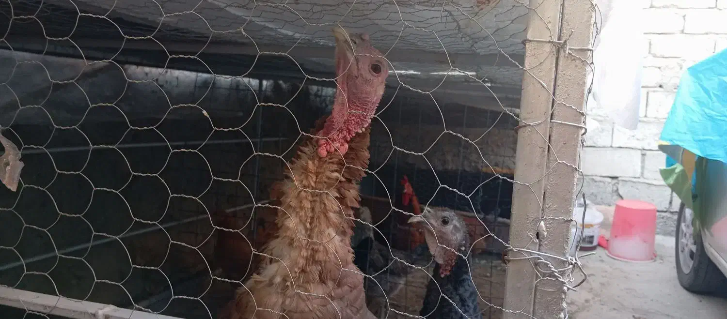 بوقلمون|حیوانات مزرعه|مشگین شهر, |دیوار