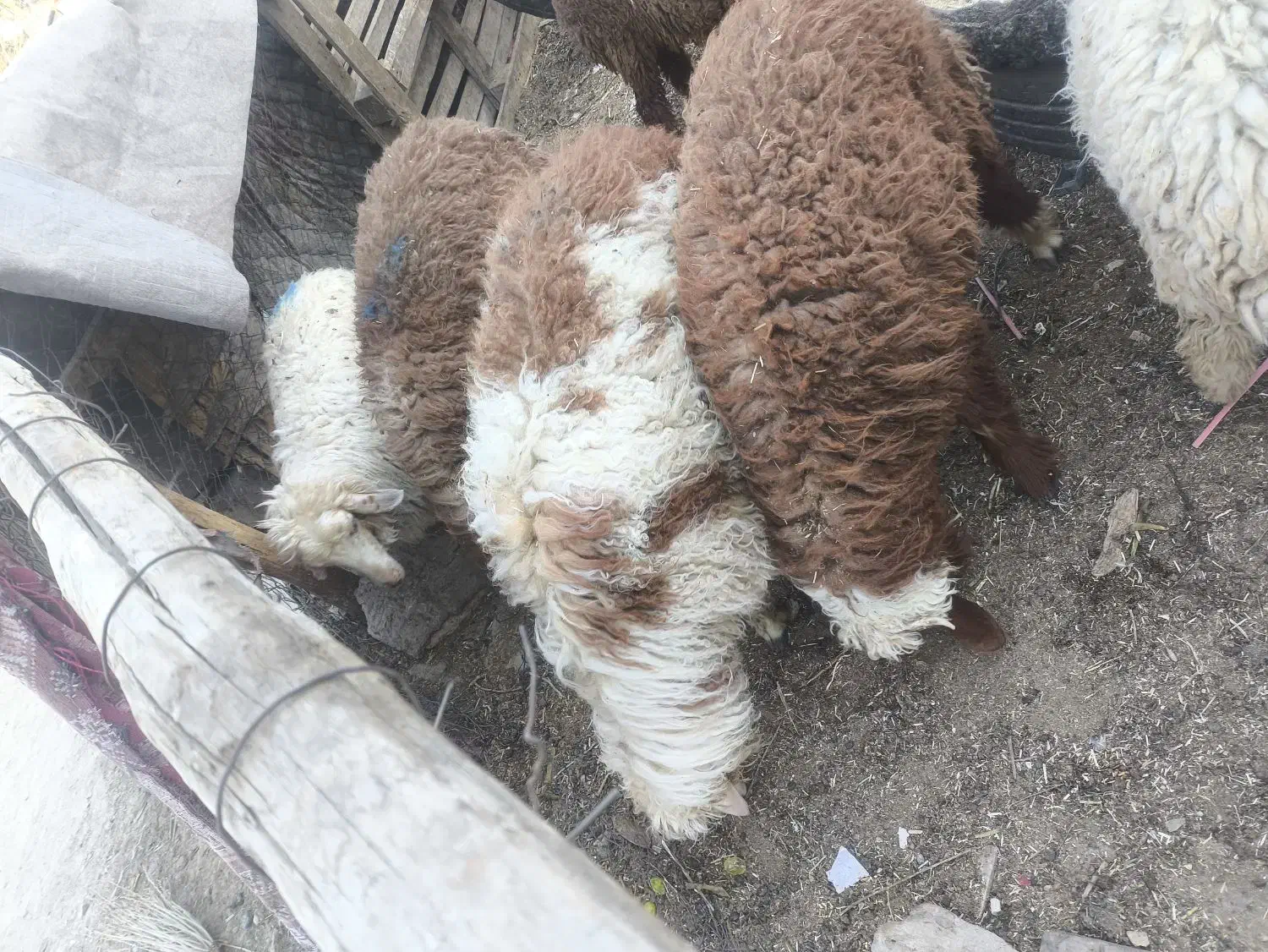 گوسفند و بره فروشی چاق همراه با قصابی|حیوانات مزرعه|اهواز, کوی طلاب|دیوار