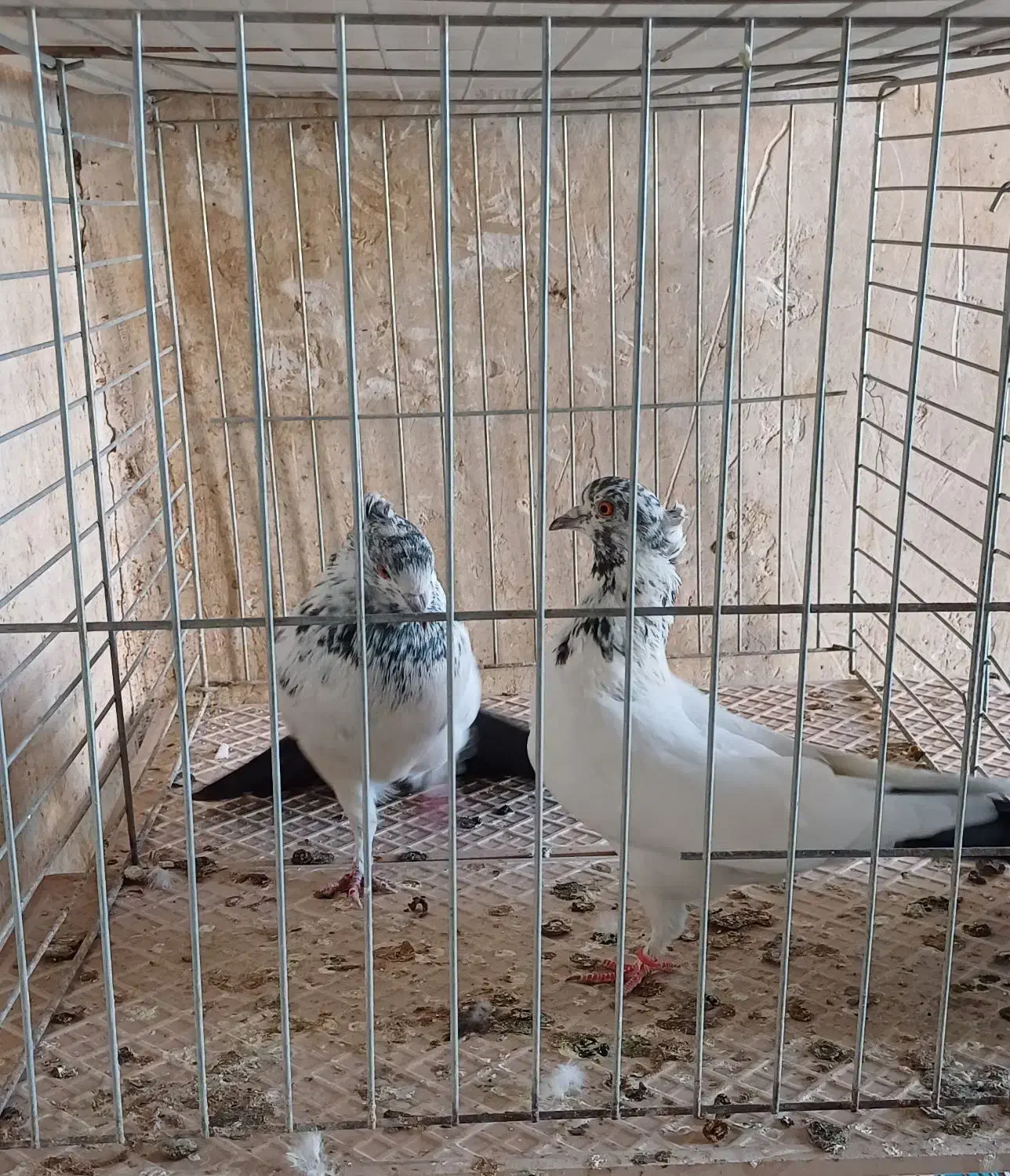 کبوتر بلندپرواز|پرنده|آران و بیدگل, |دیوار