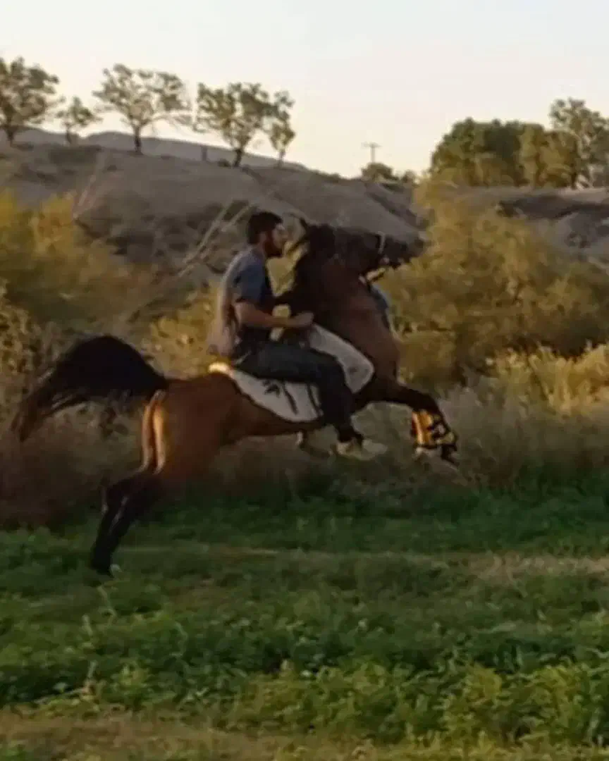 اسب|اسب و تجهیزات اسب‌سواری|گلپایگان, |دیوار