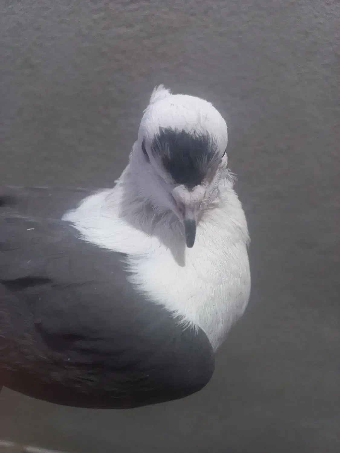 ماده شونی خوشونه اصیل|پرنده|خرم‌آباد, |دیوار