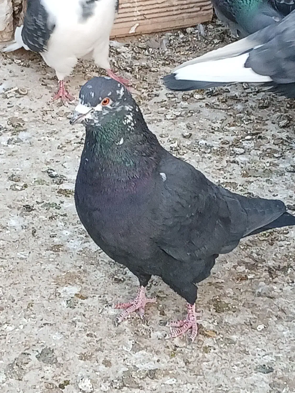 کبوتر|پرنده|شاهرود, |دیوار