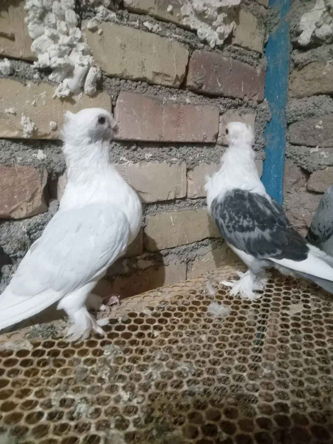 جفت ساتن|پرنده|تربت جام, حافظ|دیوار