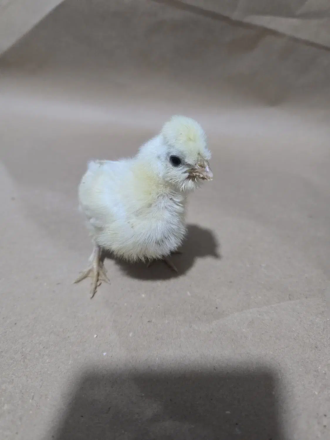 جوجه سلطان و لهستانی و برهما|حیوانات مزرعه|پیشوا, |دیوار