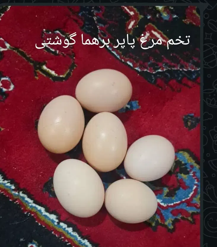 فروش فوری تخم مرغ پاپر برهما|حیوانات مزرعه|تالش, هشتپر|دیوار