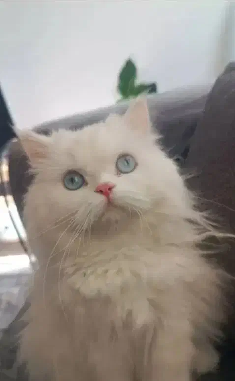 واگذاری گربه پرشین دال فیس چشم ابی|گربه|بندرعباس, |دیوار