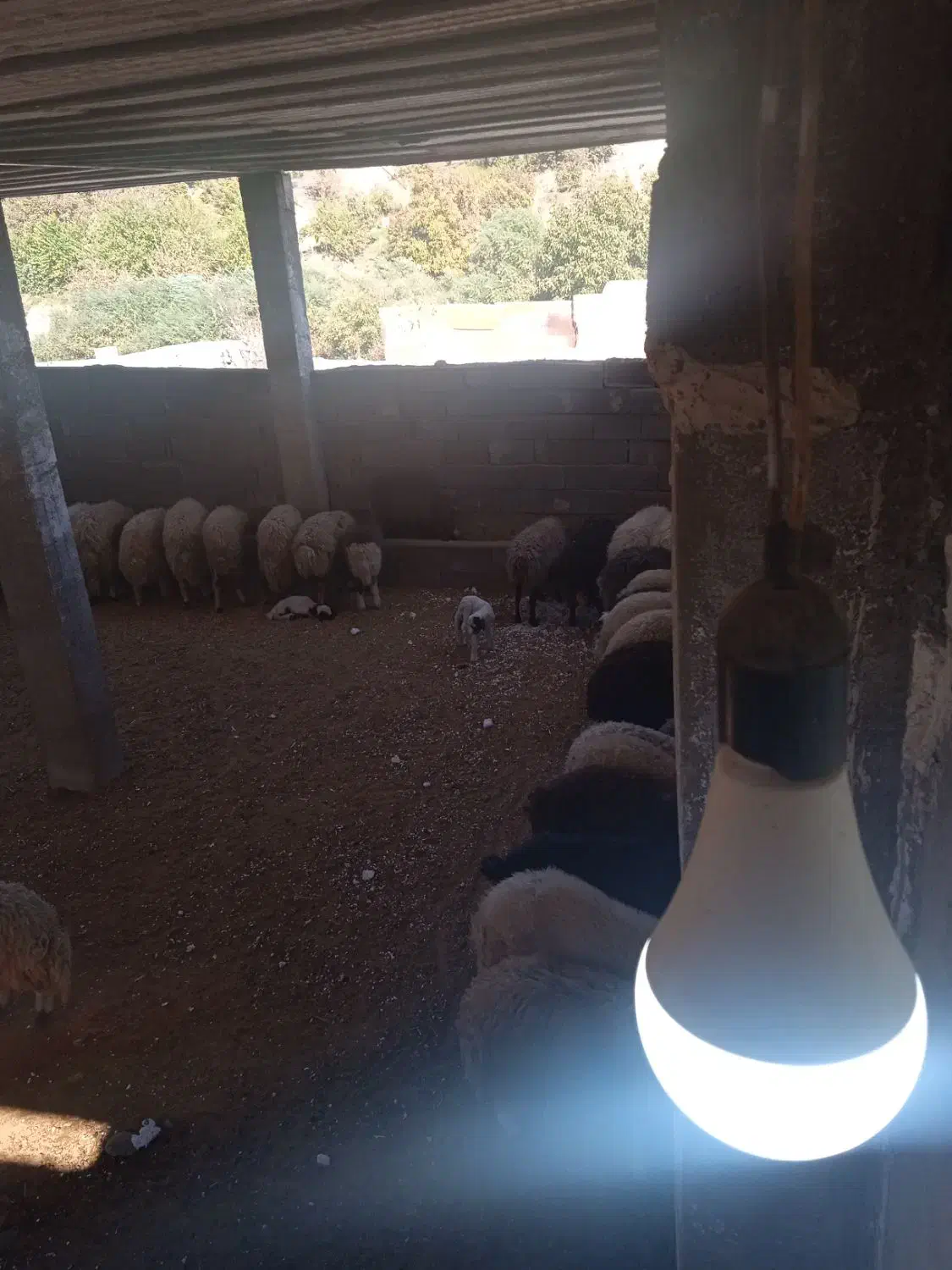 بره پرواری گوسفند|حیوانات مزرعه|ثلاث باباجانی, |دیوار