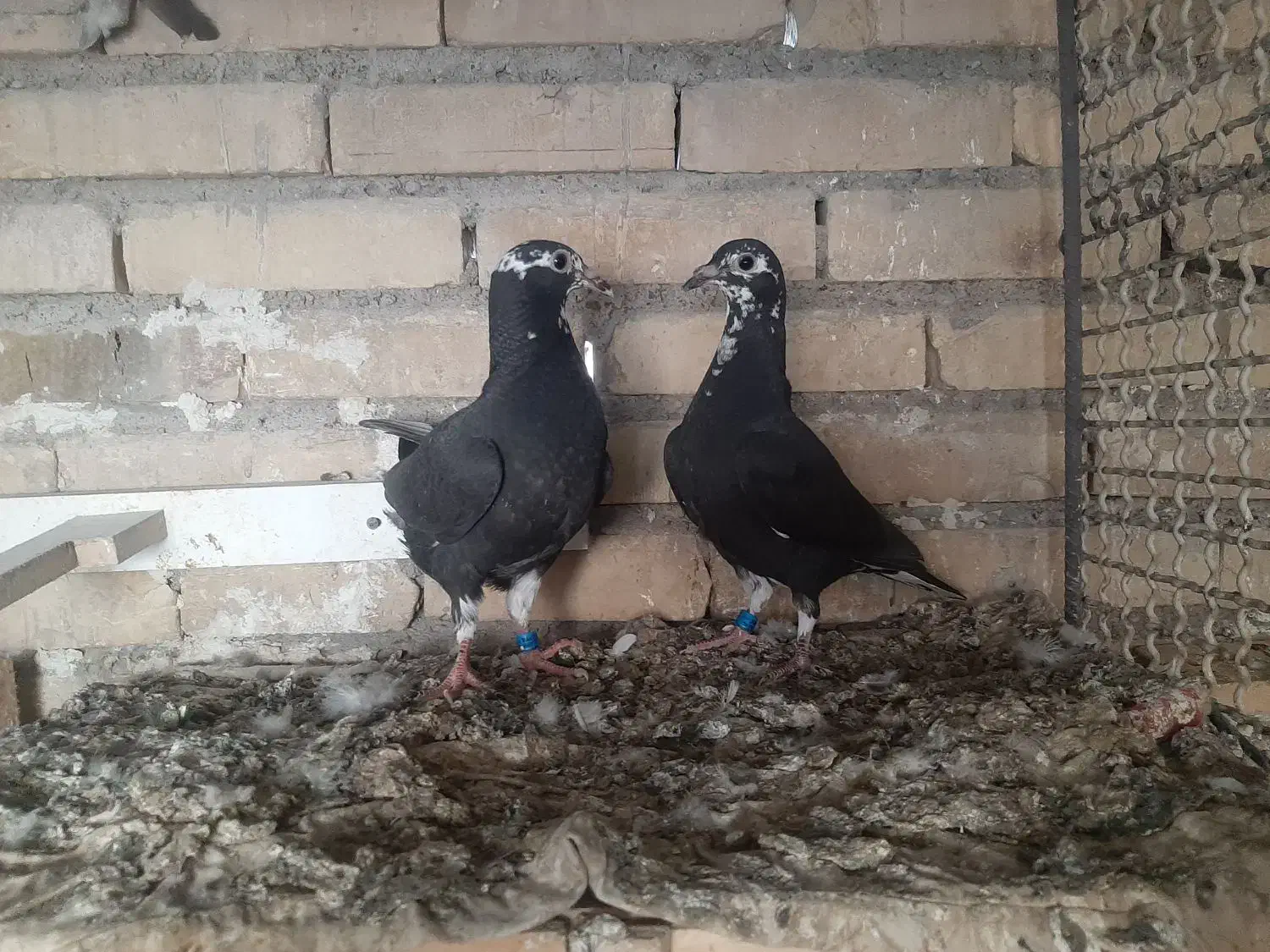 کبوتر زاغ و جوجه هاش|پرنده|دزفول, |دیوار