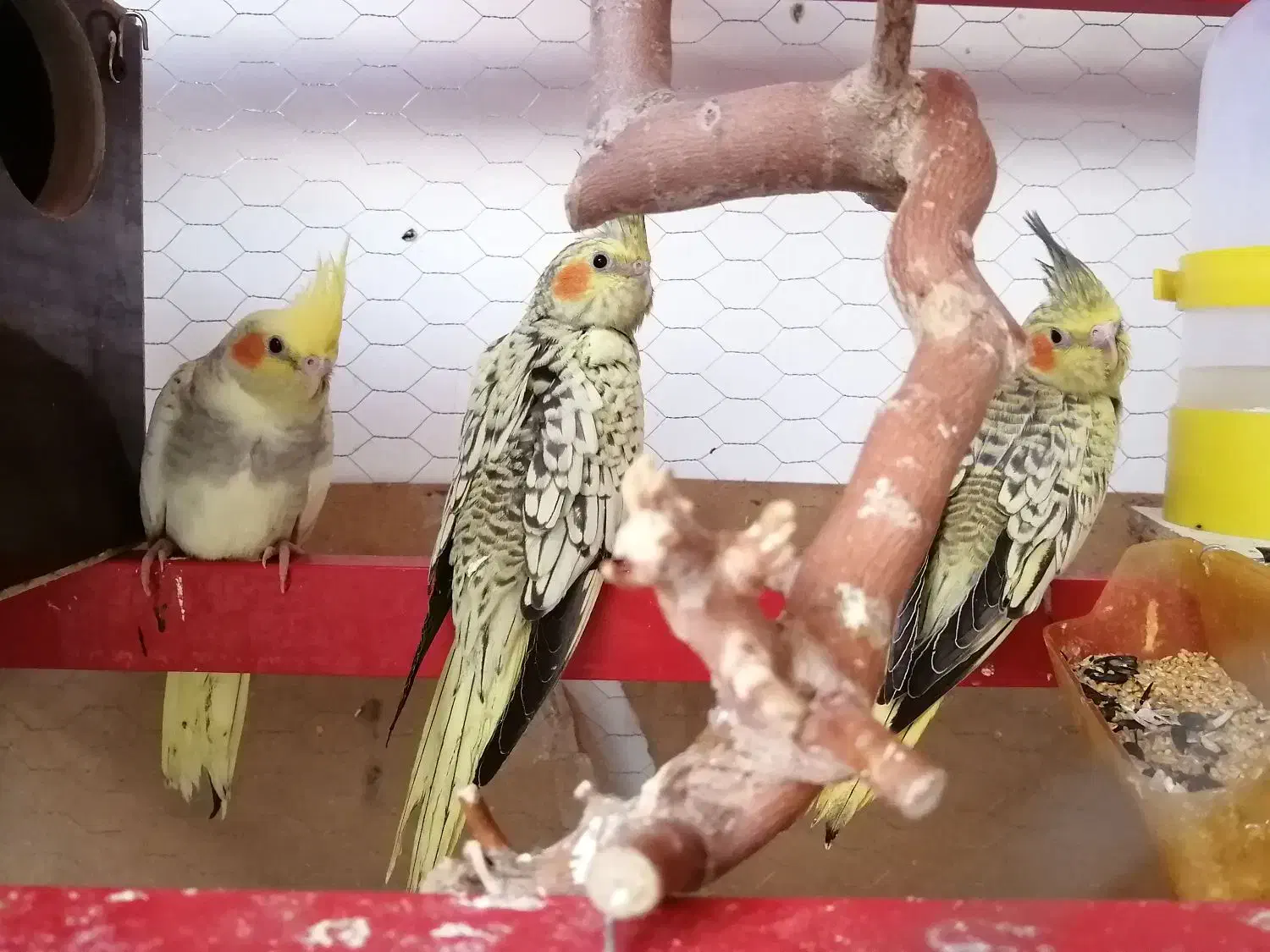 عروس هلندی|پرنده|زاوه, |دیوار