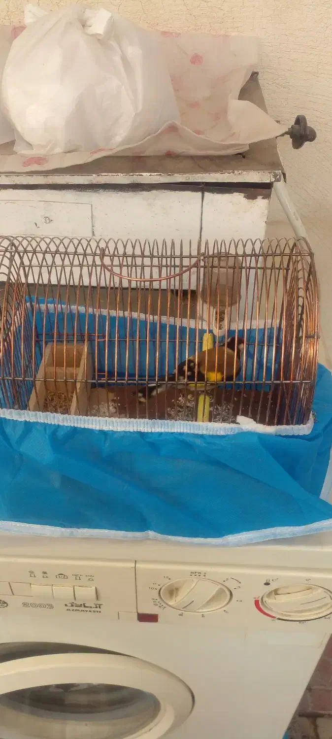 سهره نر باقفس|پرنده|تبریز, |دیوار