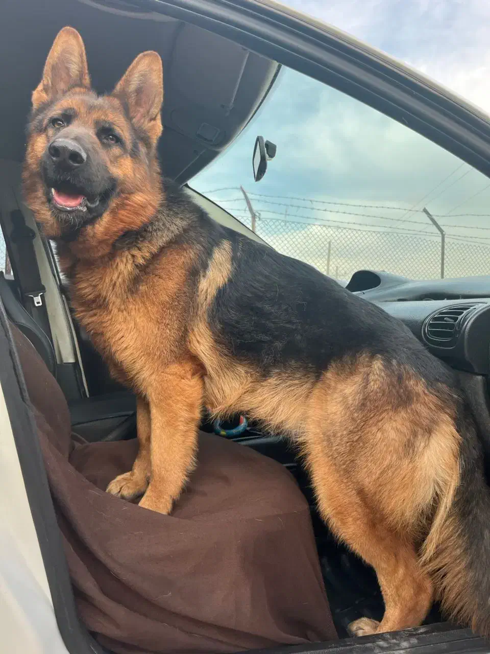 سگ ژرمن|سگ|خسروشاه, |دیوار