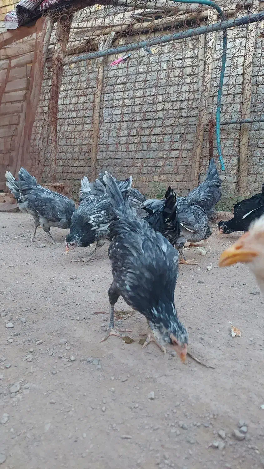 تخم مرغ نطفه دار گلین طوسی فول کیفیت|حیوانات مزرعه|اصفهان, نیروگاه|دیوار