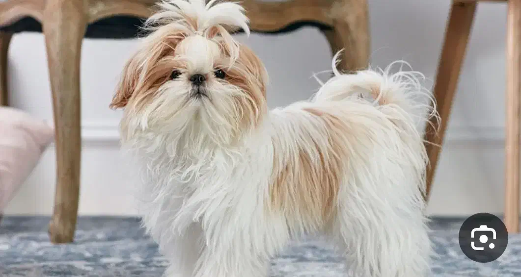 سگ شیتزو تریر|سگ|تربت جام, فاز ۲ فرهنگیان|دیوار