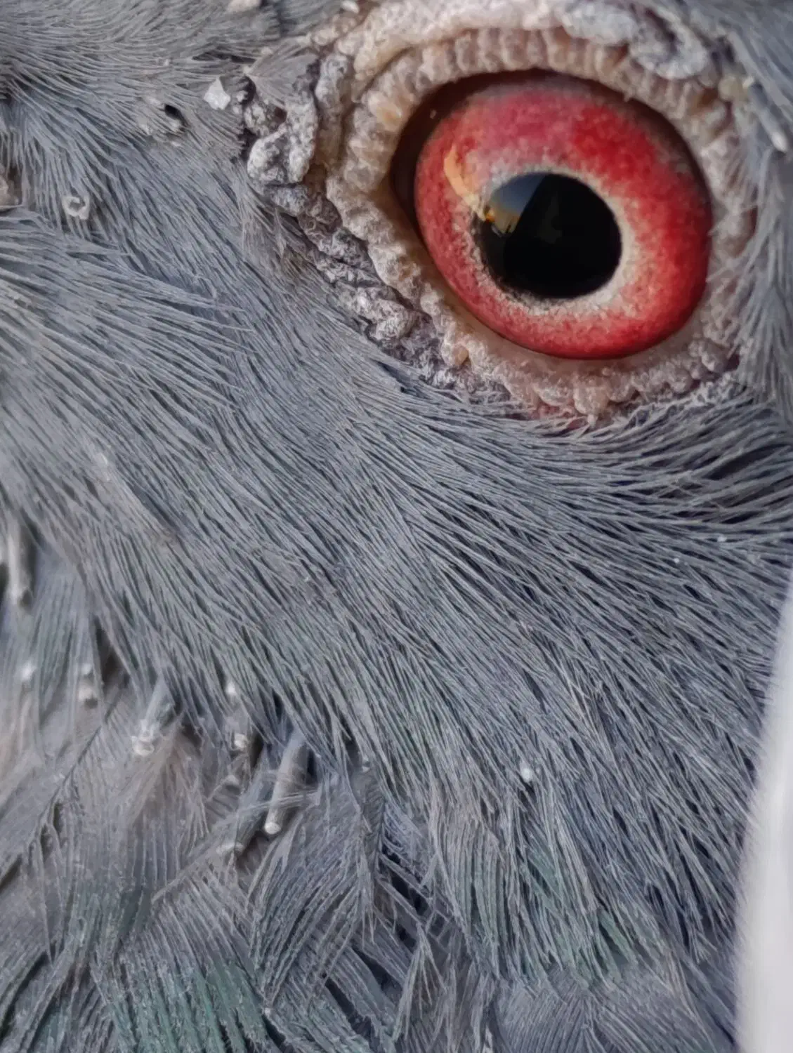 پلاکی|پرنده|اشتهارد, |دیوار