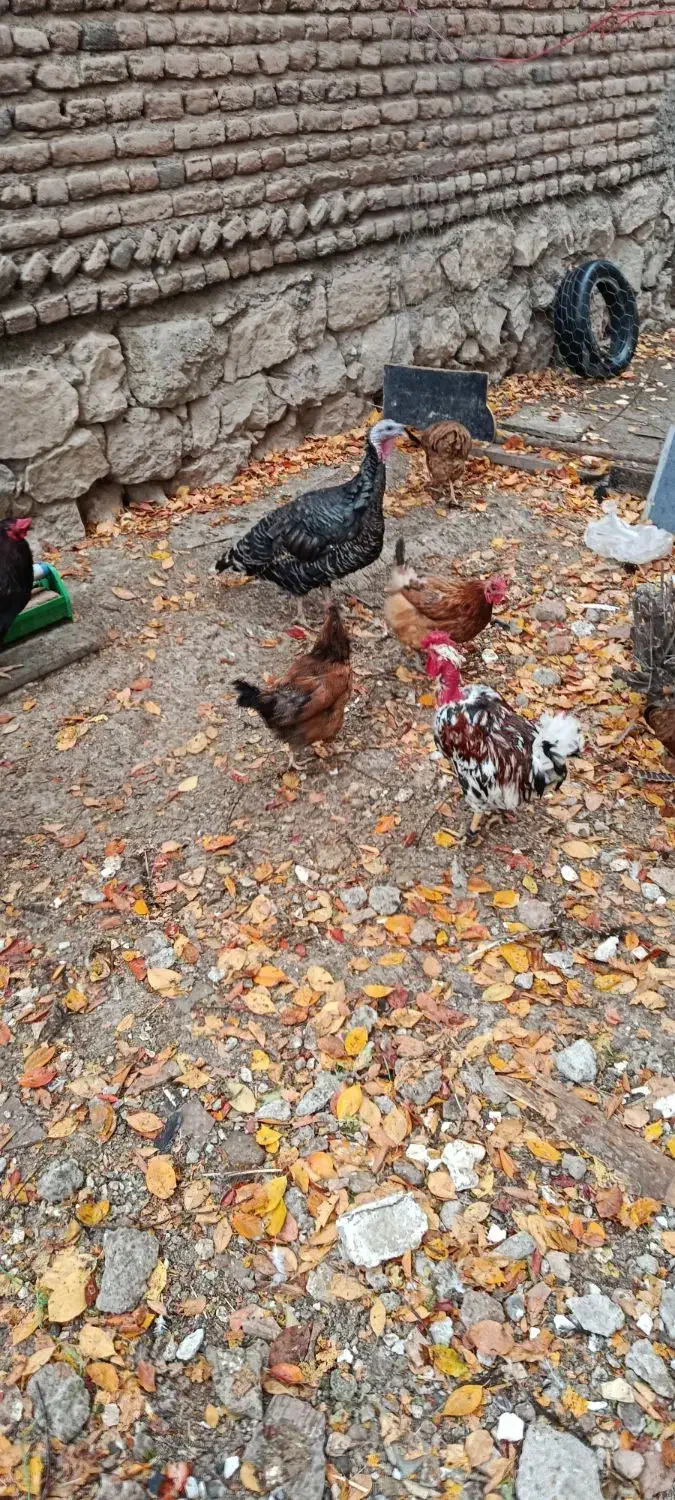 تخم مرغ نطفه دار|حیوانات مزرعه|اردبیل, |دیوار