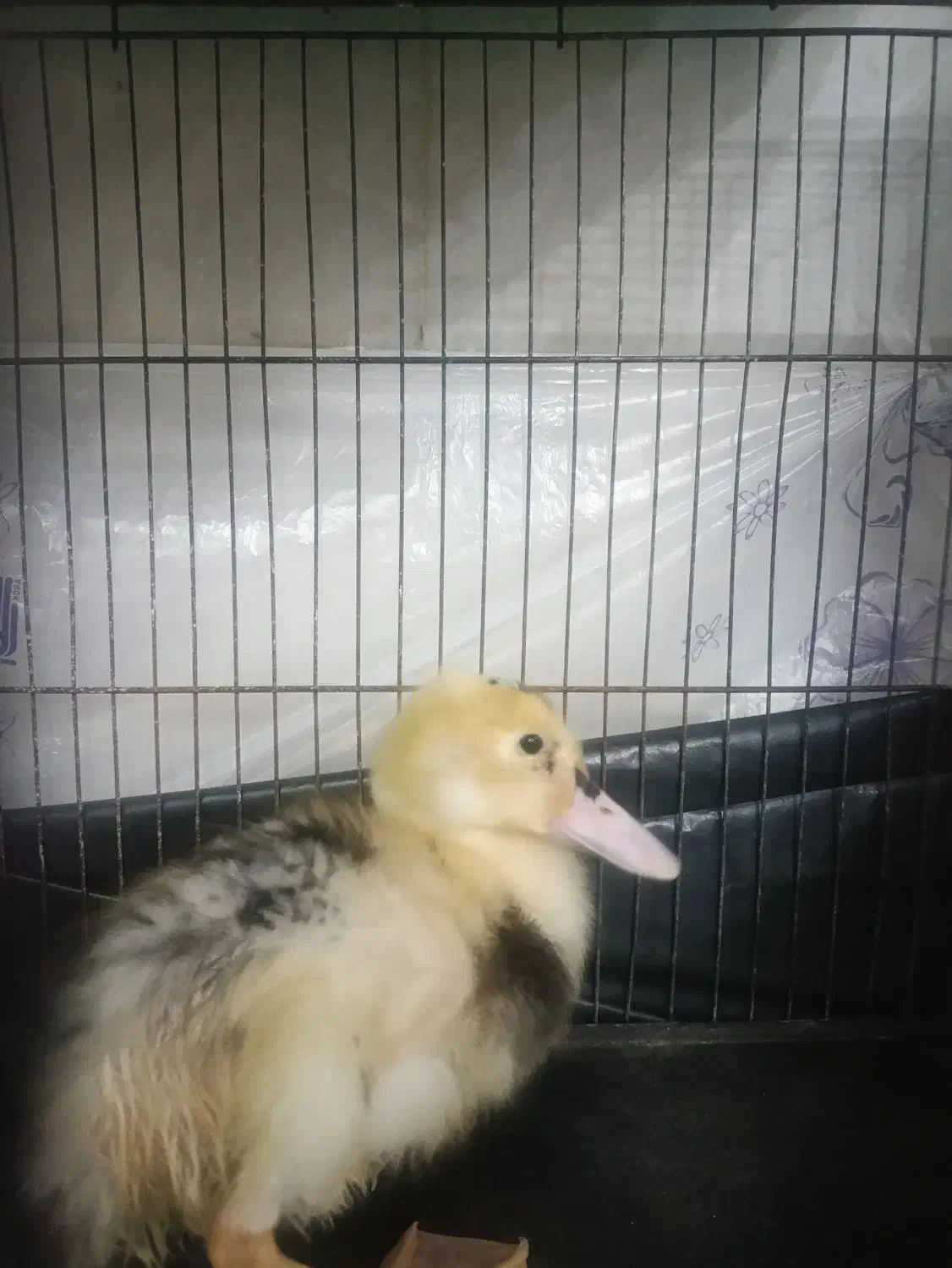 جوجه اردک واگذاری|پرنده|میبد, |دیوار