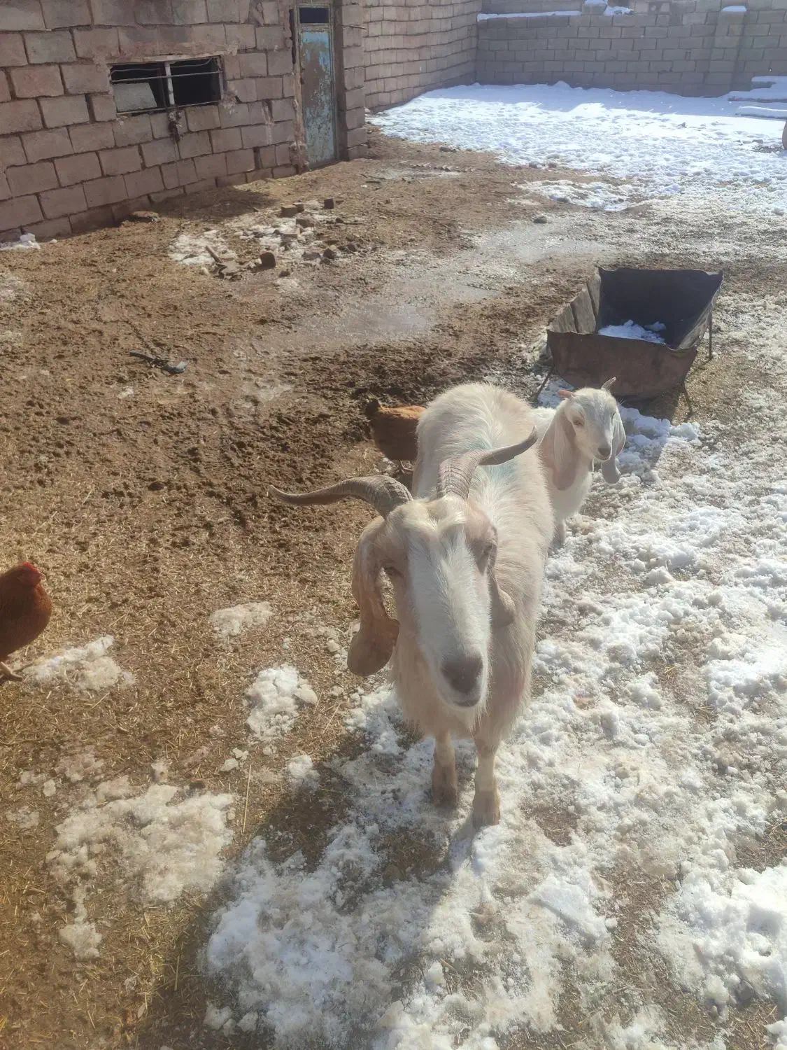 بزوبزغاله|حیوانات مزرعه|سبزوار, قصبه شرقی|دیوار