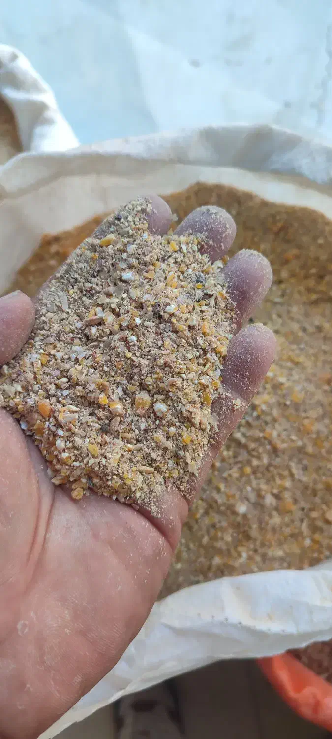 تغذیه مناسب مرغ تخم گذار تخم طلا دان موجود|حیوانات مزرعه|وحیدیه, |دیوار