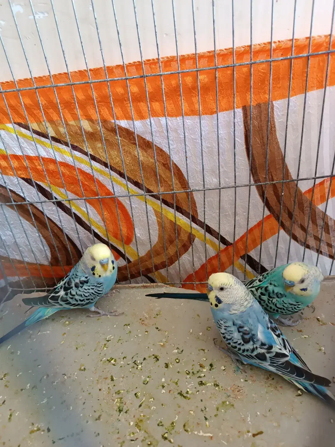 مرغ عشق نر|پرنده|شیراز, ریاستی|دیوار