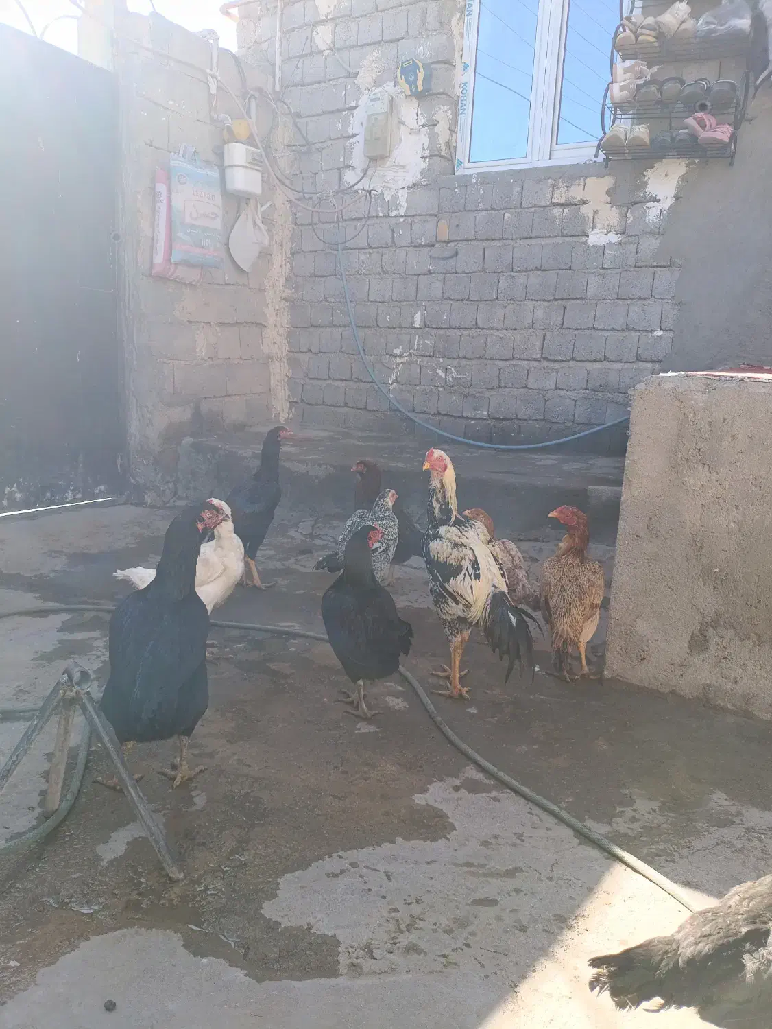 مرغ و خروس لاری|حیوانات مزرعه|چاراویماق, |دیوار