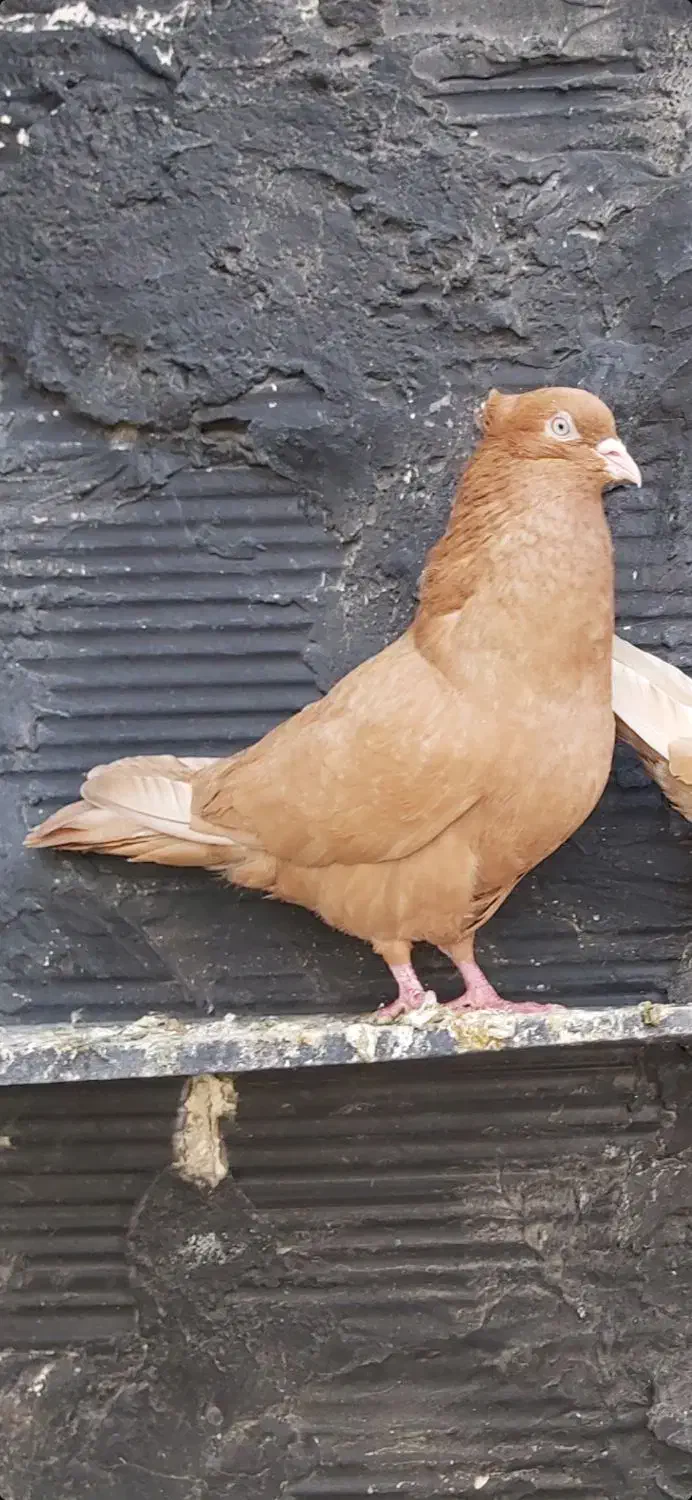 کفتر|پرنده|چهاردانگه (تهران), |دیوار