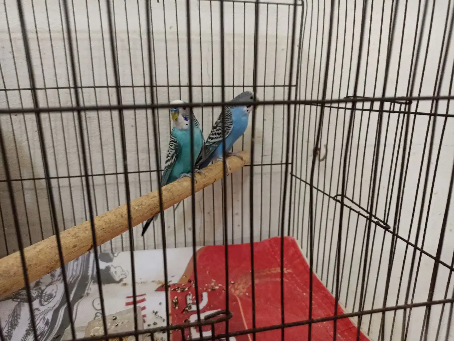 مرغ عشق|پرنده|بندر کنگان, |دیوار