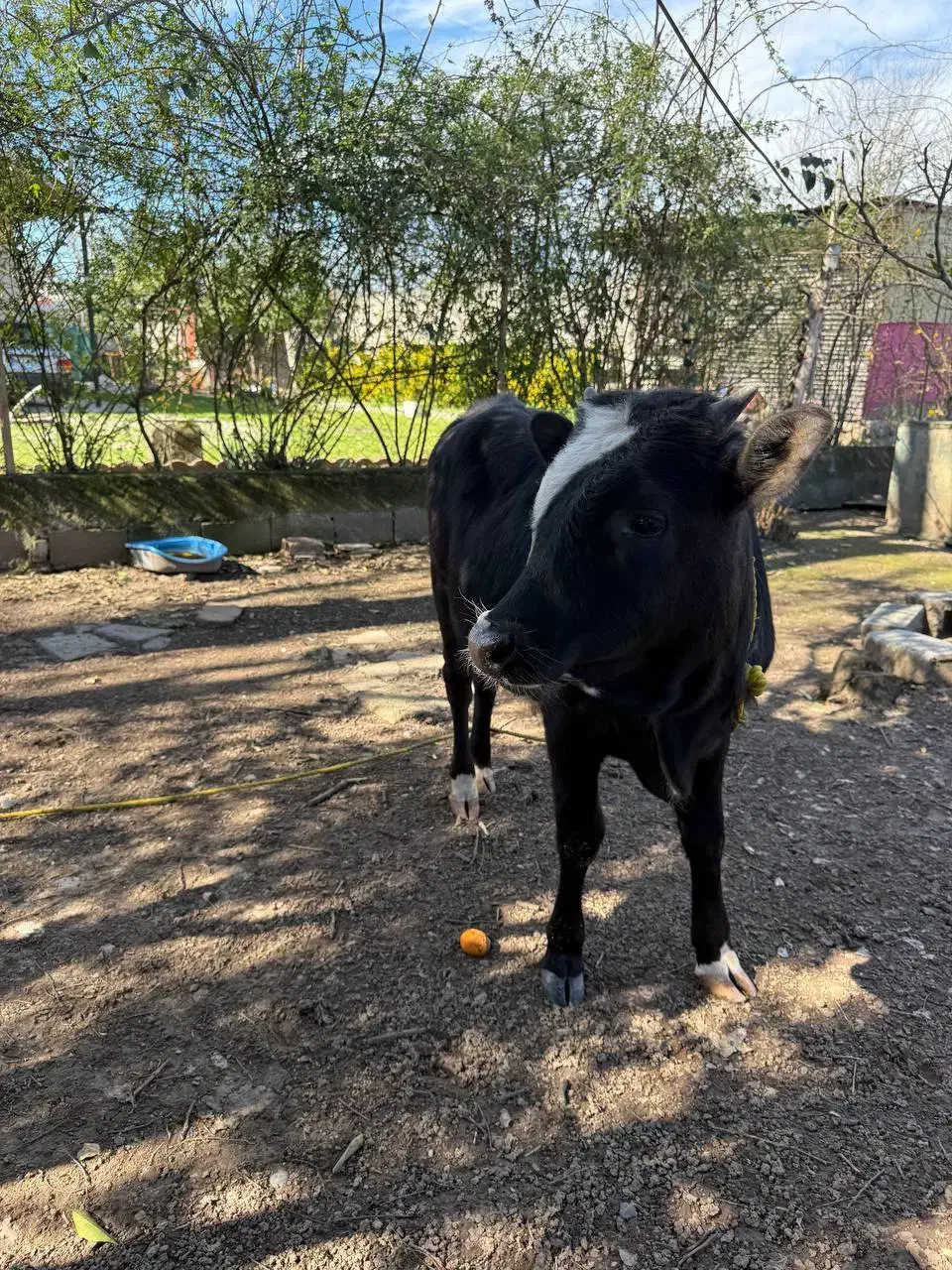 گوساله نر|حیوانات مزرعه|رشت, گیل|دیوار