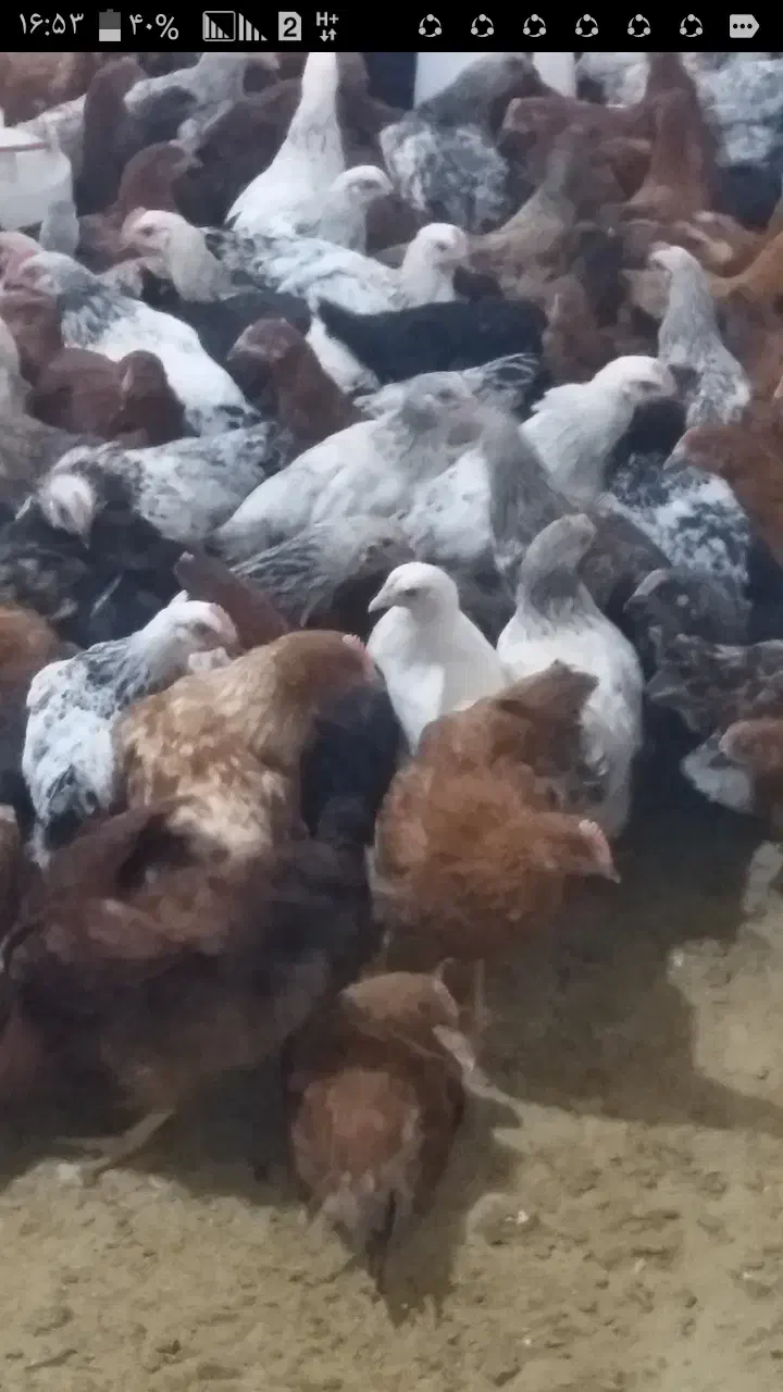 فروش جوجه خروس 50 روزه|حیوانات مزرعه|لاهیجان, آهندان|دیوار