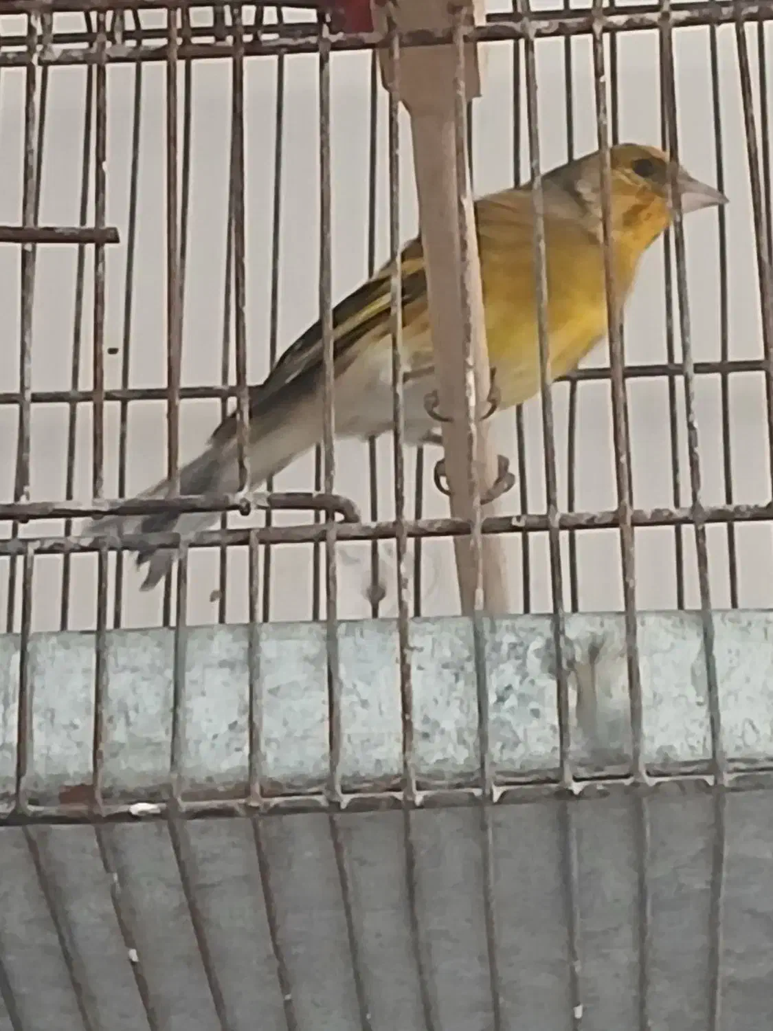 سهره قناری|پرنده|خلخال, |دیوار