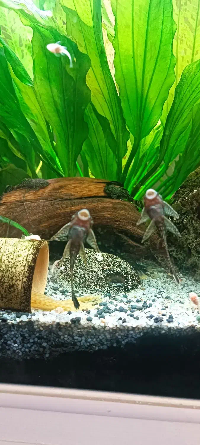 ماهی کتفیش باله بلند|ماهی|شیراز, دلجو|دیوار