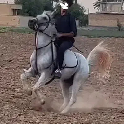 فروش اسب|اسب و تجهیزات اسبسواری|فسا, |دیوار
