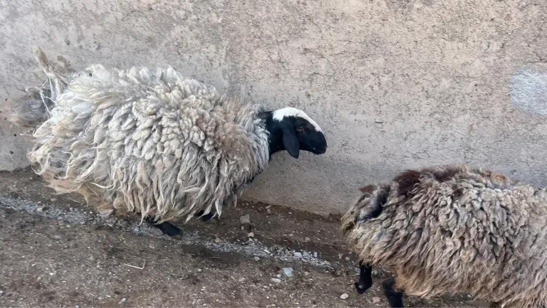 قوچ شال جنس|حیوانات مزرعه|بوئین زهرا, |دیوار