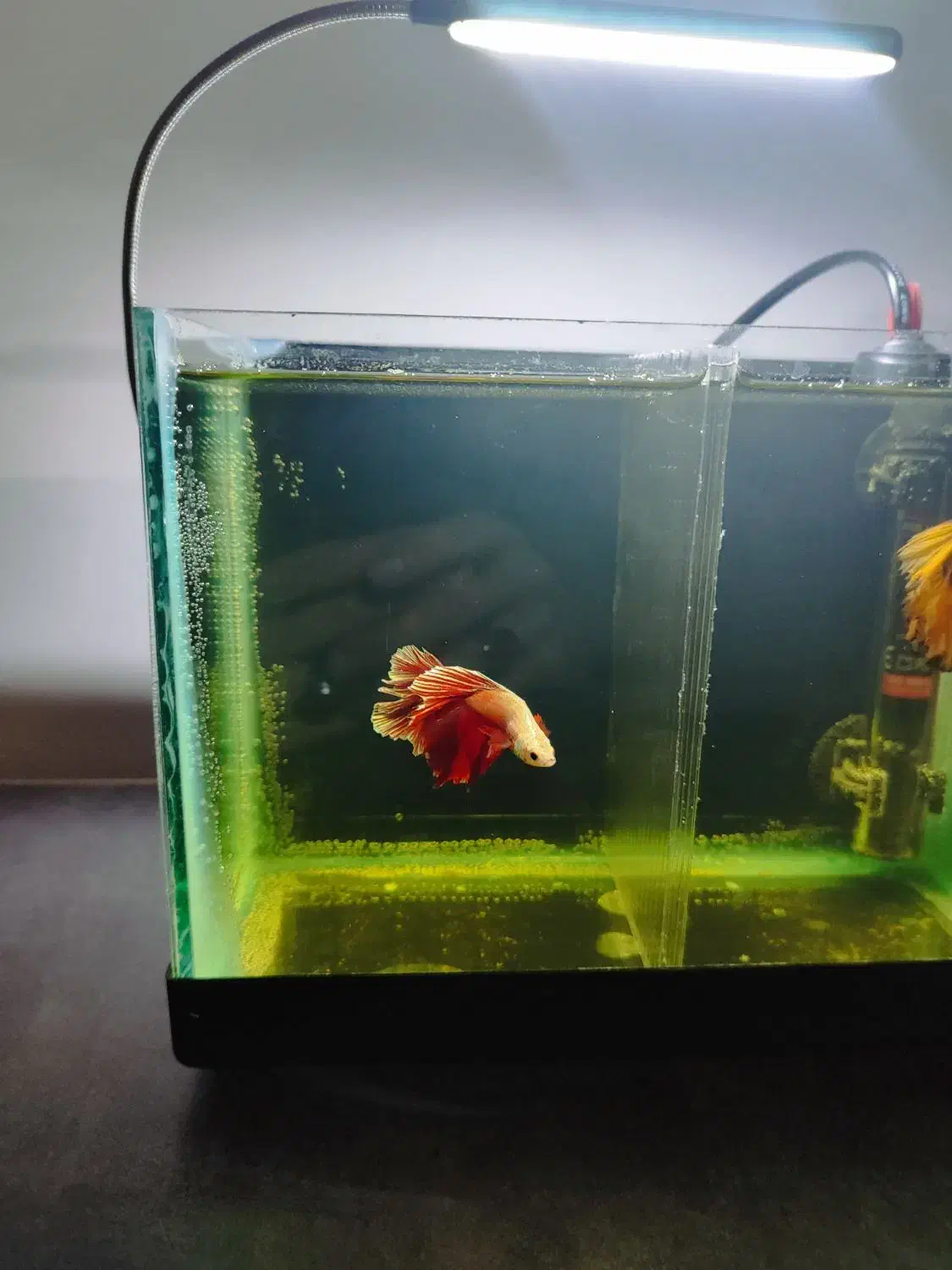 ماهی فایتر نژاد دار مناسب تکثیر|ماهی|سنندج, |دیوار