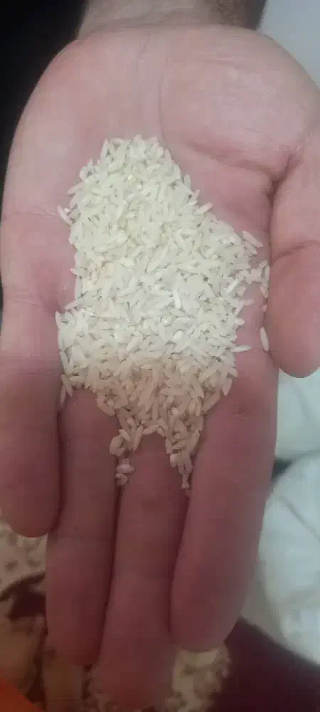 برنج پاکوتاه فجر|خوردنی و آشامیدنی|شباب, |دیوار