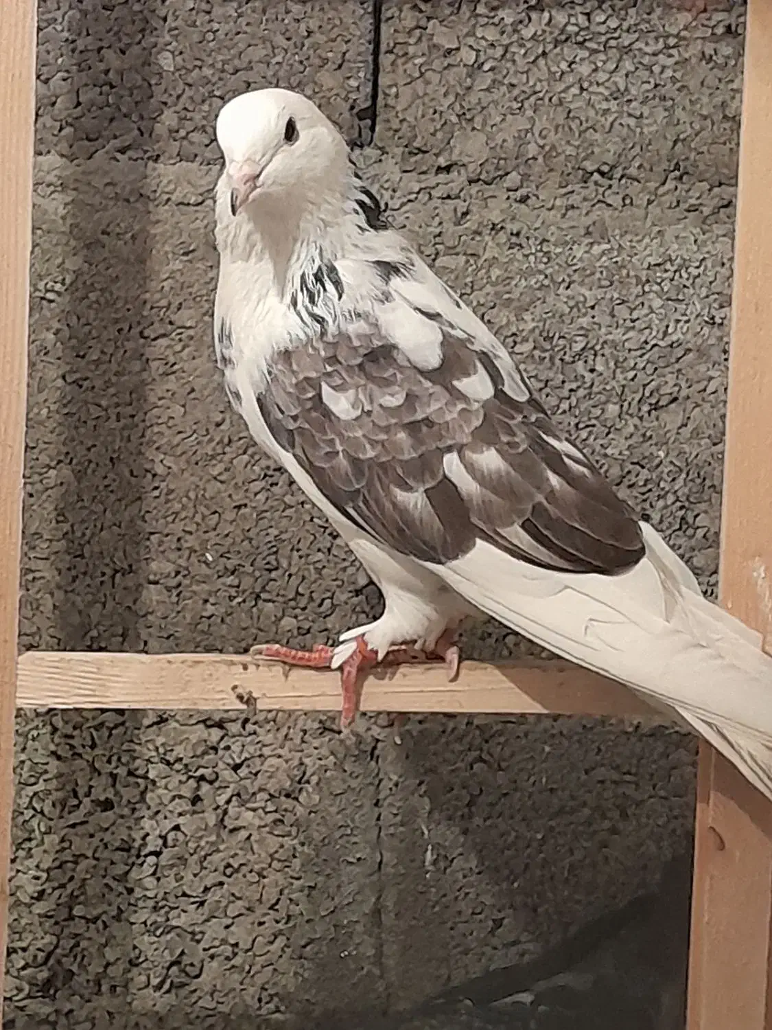 کبوتر پرشی|پرنده|بندر انزلی, خوش پیک|دیوار