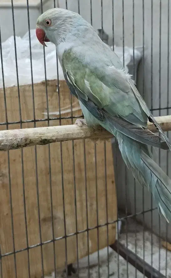 طوطی ملنگو اوپال ابی ماده (ملنگو رنگی لوتینو‌،ابی)|پرنده|تالش, هشتپر|دیوار