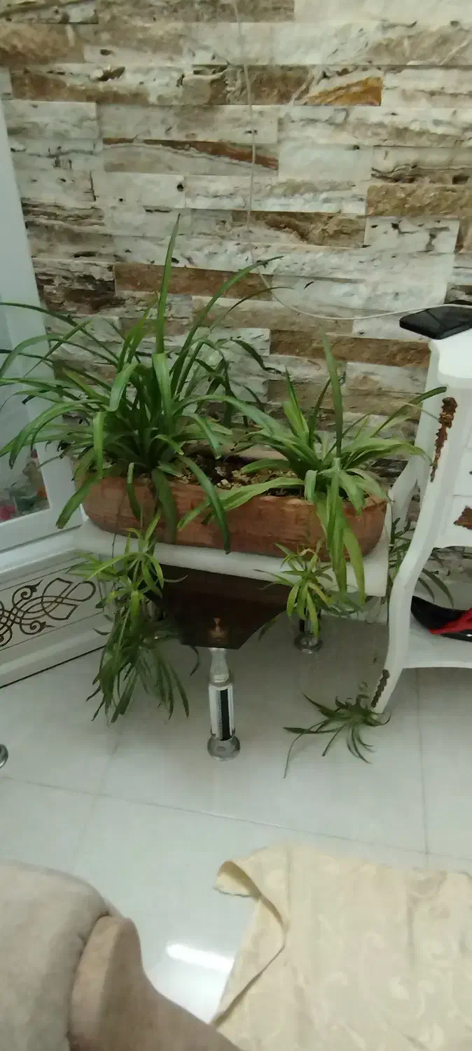 گل و گلدان|گل و گیاه طبیعی|تربتحیدریه, رضاشهر|دیوار