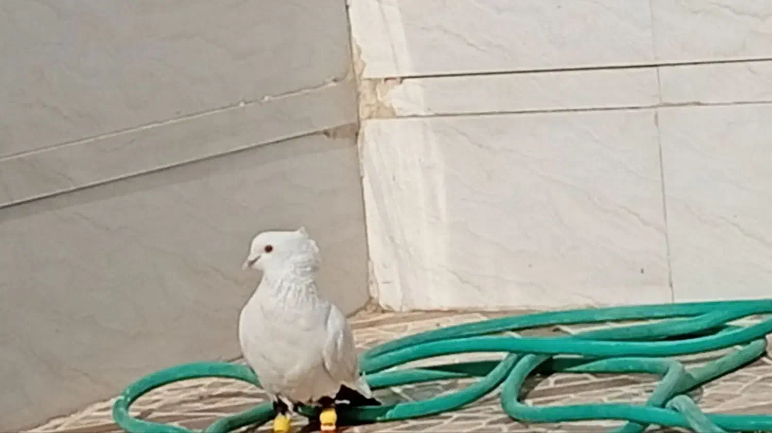 دمبی|پرنده|شوش, |دیوار