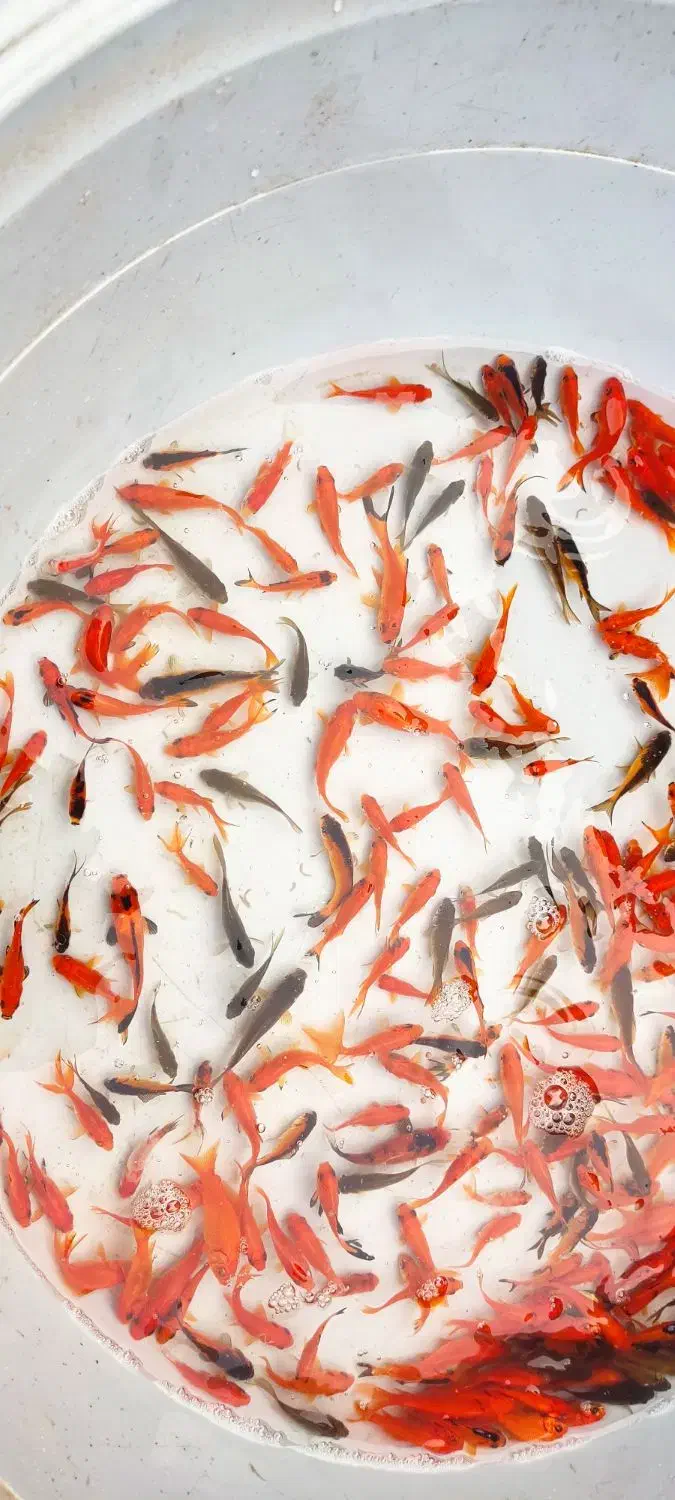 ماهی قرمز|ماهی|چالوس, |دیوار