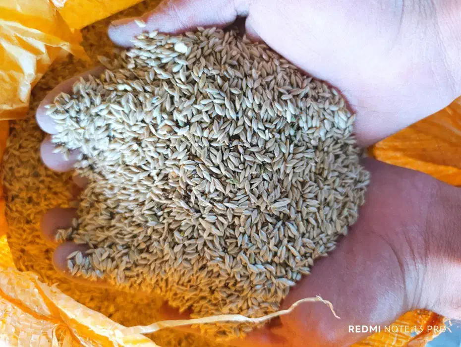 فروش تخم کتان(بلبل دنی)|عمدهفروشی|بناب, |دیوار