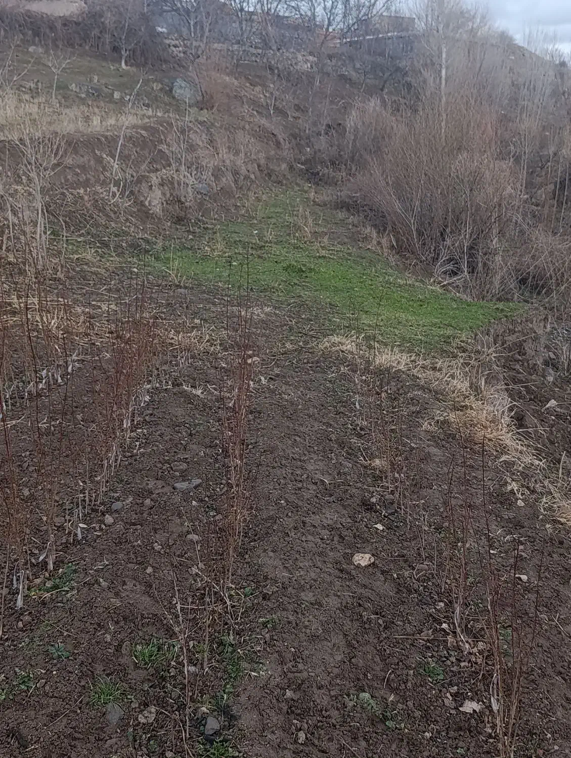 باغ|فروش زمین و ملک کلنگی|مشگین شهر, |دیوار