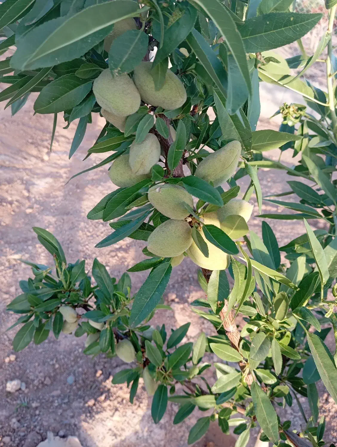 باغ پسته 1000 متری فوری|فروش زمین و ملک کلنگی|شاهین‌شهر, فرودگاه هسا|دیوار