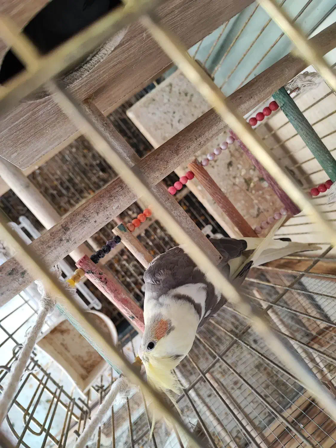 عروس هلندی نر|پرنده|اسلامشهر, شهرک مهدیه|دیوار