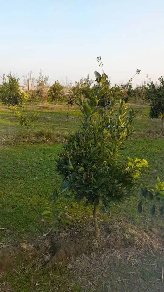 باغ مرکبات|فروش زمین و ملک کلنگی|هادی شهر, |دیوار