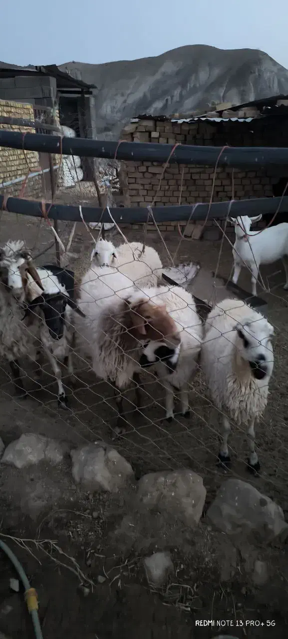 میش آبستن|حیوانات مزرعه|خرانق, |دیوار